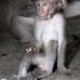 monkey_macaque_balinese_mf_ubud_v_0486_bal0488.jpg
